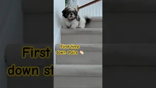 Shih Tzu puppy, first time down stairs 😊👏🏻 Lacey dog so brave #shorts #shihtzu #shihtzupuppy