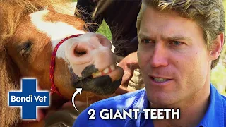 Vet Removes 2 GIANT TEETH from Miniature Horse | Bondi Vet