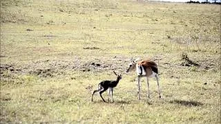Baby Thompson's gazelle's first steps in life