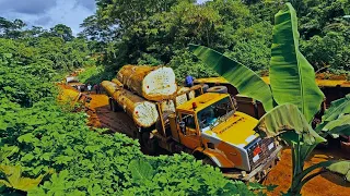 Amazing Fastest Equipment Excavator Cutting Tree Machine, Timber Truck Heavy Equipment