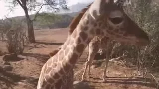 San Diego Zoo Kids - Giraffe Calves