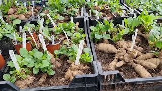 Growing Giant Dahlias. April 2022 plenty of cuttings coming.