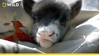 The Story of an Abandoned Calf | Europe's New Wild | Nat Geo Wild