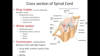 CNS Anatomy lec 3 part 1:  Internal structure of spinal cord