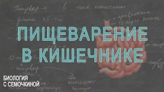 Пищеварение в кишечнике