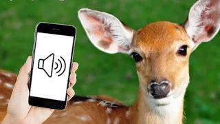 Deer Calls and Deer Sounds Effect
