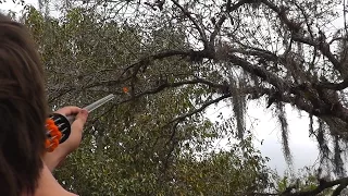 [GRAPHIC] Hunting Dove with Blowguns