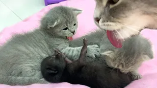 The best cat mom ever washes and licks her kittens