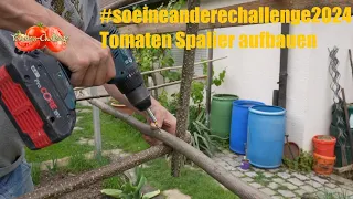 #chilichallenge2024 ..? nein, #soeineanderechallenge2024 Tomaten_2024