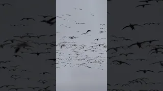 INSANE SNOW GOOSE HUNT (LOADED UP)