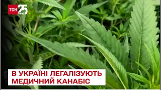 🌱 В Україні легалізують медичний канабіс – ТСН