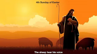 The sheep hear his voice.  Homily for the 4th Sunday of Easter, Year A