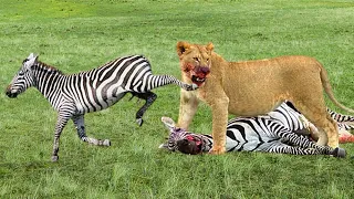 Mother's love! Zebra sacrifice herself fight against Lion to save her baby. Unbelievable!!!