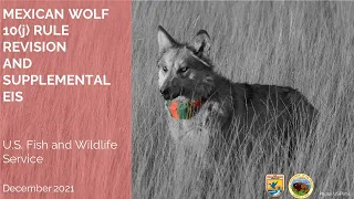 Mexican Wolf 10(j) Rule Virtual Information Meeting and Public Hearing, Dec. 8, 2021