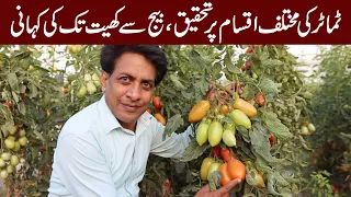 Production Technology of Tomato | Ayub Agricultural Research Institute, Faisalabad