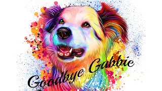 Goodbye Gabbie - A sad start to 2020