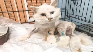 Rescue Poor Cat Was Abandoned In The Freezing Snow