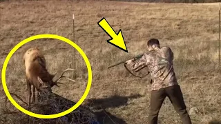 This guy pointed a gun at a deer. But no one expected such a denouement!