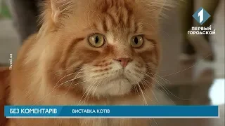 Виставка котів