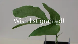 Wishlist Plant Unboxing | Amydrium Medium Silver