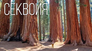 SEQUOIA: The tallest and longest-lived plant on the planet | Interesting facts about the flora