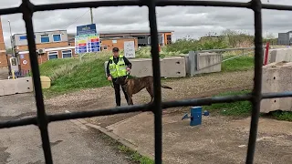 He's a Belgian Malinois Dutch Shepherd 🐕🎥🛸✔