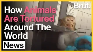 4 Forms Of Cruelty Humans Inflict On Animals