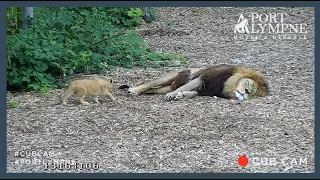 Lion Cub Cam Highlight | Amazing Moment Cub Stalks Dad While He's Asleep!