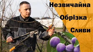 Обрізка сливи ренклод. Формування дорослої сливи на урожай. Слива Ренклод біла