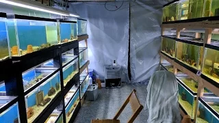 Fish Room Tour - A Great Basement Fish Room