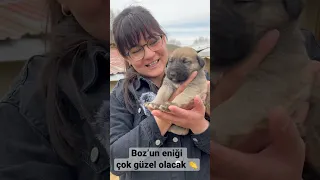 Çobansız sürünün sahibi İlkay Tınastepe’nin köpeği Boz’un eniği büyüyor #köpek #dağdayaşam #keşfet