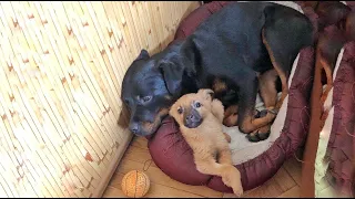 Rottweiler Dog Adopts Stray Puppy and Makes his Life Happy
