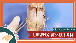 Larynx Dissection || Voice of One, Voice of None [EDU]