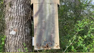 Swarm Trap Catch of 3-16-2024