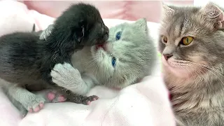 Kitten's first day in a foster home