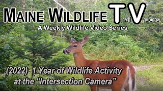 1 Year of Wildlife Activity at the "Intersection Camera" in Maine (2022)/Trail Cam/Deer/Bear/Buck