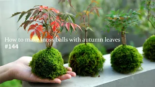 How to make moss balls to enjoy autumn leaves #144