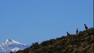 Red Stag In Tussock Tops | Sniper HeadShots | 308 On Point | Hunting NZ