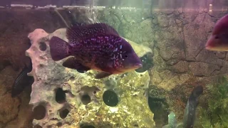 Red Texas Cichlid Fading