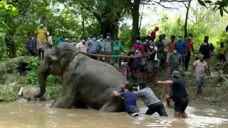 This elephant was attacked by another massive tusker in Randenigala.| Saving an Elephant | 象| الفيل