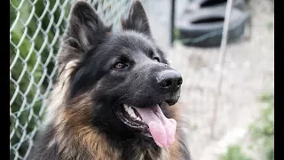 Rasseportrait Altdeutscher Schäferhund  Neu