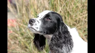 English Cocker Spaniel Training Session