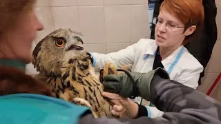 X-ray of Eagle owl Yoll before treatment and after 2 months. Owl at the Vet @RedTabby