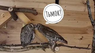 Spring, are you aware that you have started? Scops Owl Vshtyrik treats owl Kalinka with a worm