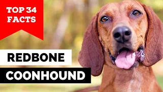 99% of Redbone Coonhound Owners Don't Know This