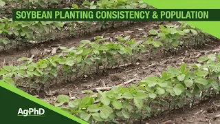 Soybean Planting Population and Consistency (From Ag PhD #1093 - Air Date 3-17-19)