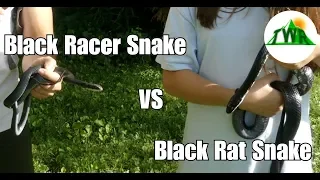 Black Rat Snake vs. Black Racer Snake! (What's the difference?)