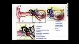 Hearing Loss- Evlauation & Treatment 6/17/15