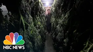 Captives of Cannabis: Human Trafficking In The Marijuana Industry