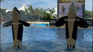 Orca Ocean Part 3 of 4 - April 26, 2023 - Loro Parque, Spain